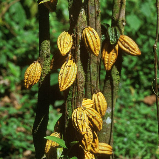 This is a picture of a cacao tree and fruit. 